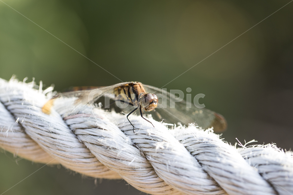 잠자리,곤충,절지동물,날개,밧줄,줄,가을,자연,접사,동물,animal,곤충,벌레,insect,bug