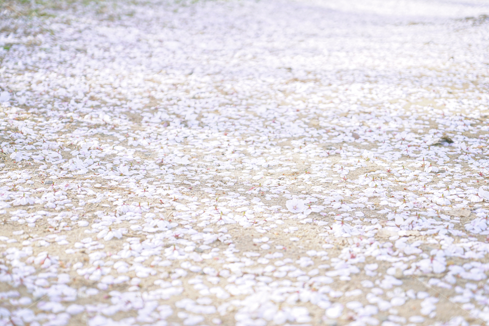 벚꽃,벚꽃잎,꽃잎,꽃,길,꽃길,꽃잎길,핑크,분홍,봄,분위기,흙길,cherryblossom