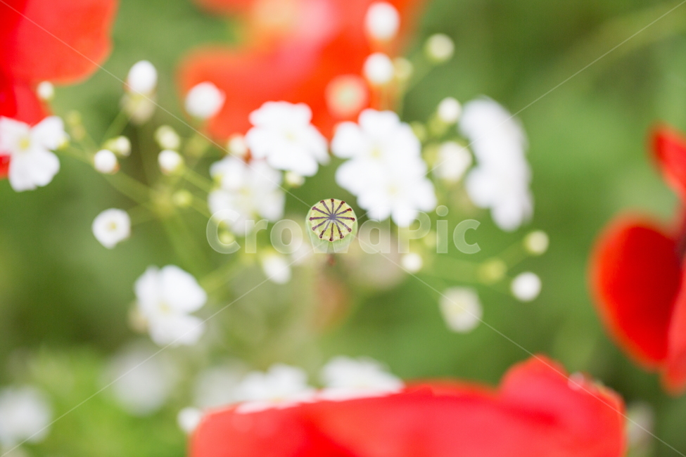 꽃,양귀비,빗방울,봄,붉은꽃,식물,자연,plants,nature,꽃,flower