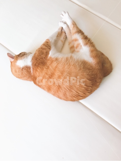 고양이,cat,코숏,노란고양이,기지개,반려동물,동물,동물,animal,포유류,mammal,고양이,cat,kitten,kitty