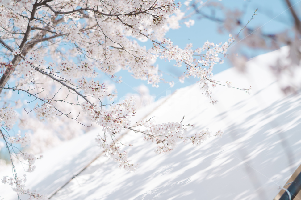 봄꽃,꽃,벚꽃,spring,자연,봄,계절,spring,season,식물,자연,plants,nature,꽃,flower,plant,blossom,cherry blossom