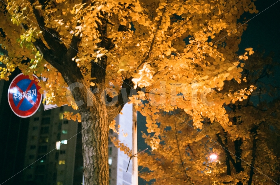 가을,은행,조명,퇴근길,나무,가을,계절,fall,autumn,season,야경,밤,풍경,nightscape,night,landscape,식물,자연,plants,nature,나무,trees,wood,감성,sensible,feeling,tree,plant,maple,단풍
