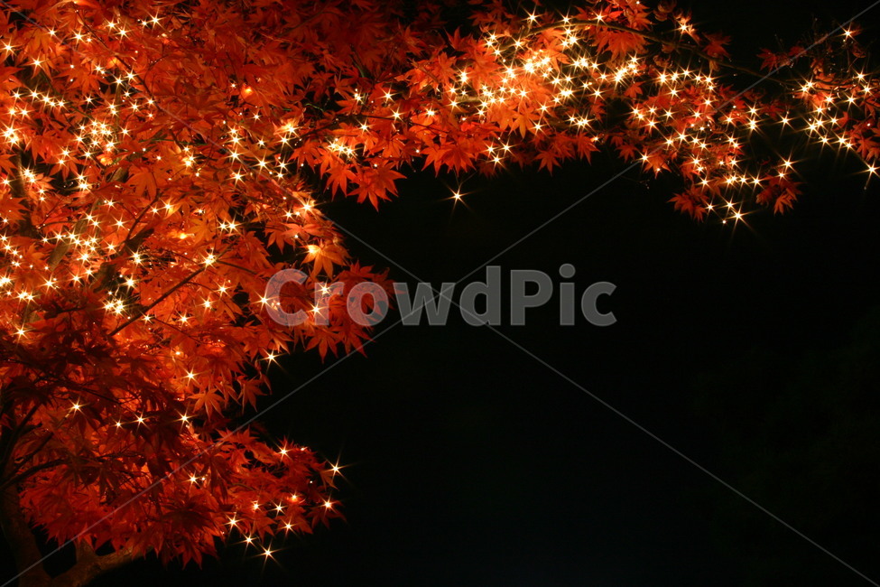별꽃,단풍,반짝,밤,잎,가을,계절,fall,autumn,season,plant,식물,leaf,tree,나무