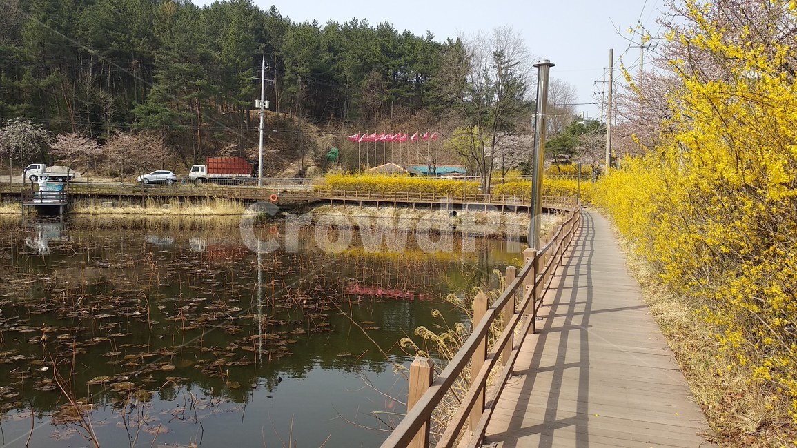호수,산책,산책로,봄,개나리