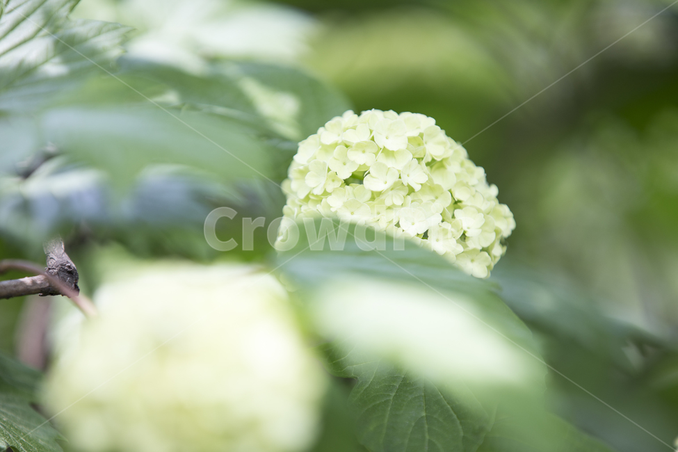 수국,수국꽃,플라워,flower,hydrangea,야생화,식물,plant,bigleafhydrangea,macrophylla,수목원,가든,정원,숲길,숲,forest,garden,노란꽃,노랑꽃,yellow,꽃잎,leaf,식물,자연,plants,nature,꽃,flower