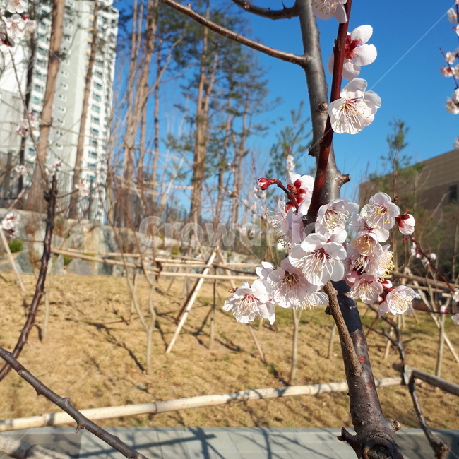 꽃,나무,봄,풍경,벚꽃,식물,자연,plants,nature,꽃,flower