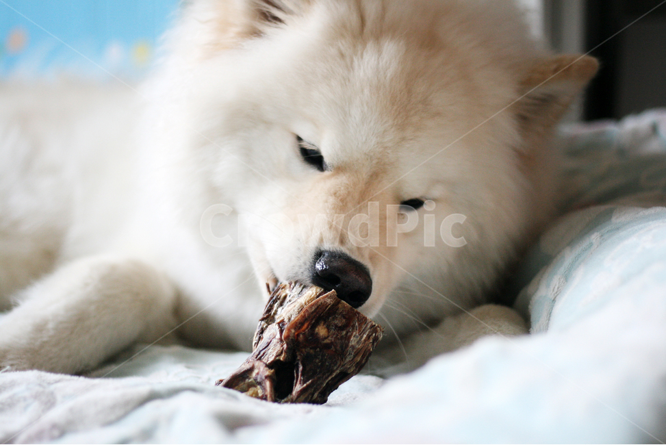 강아지,개,관심,반려견,동물,먹이,간식,식사,동물,animal,포유류,mammal,개,강아지,dog,doggy