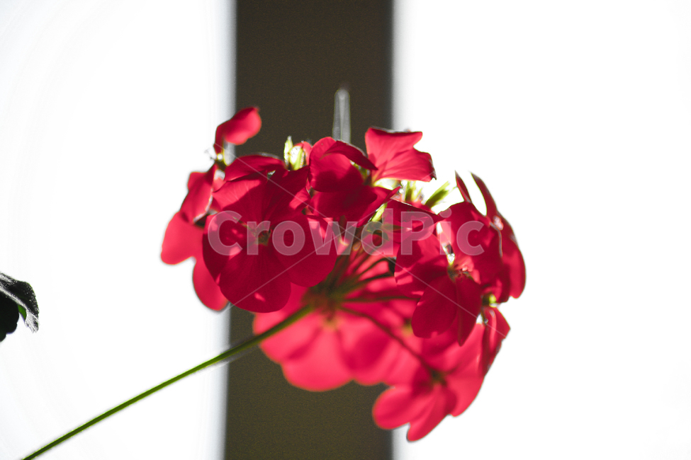 꽃,매크로,접사,자연,장미,조화,식물,자연,plants,nature,꽃,flower
