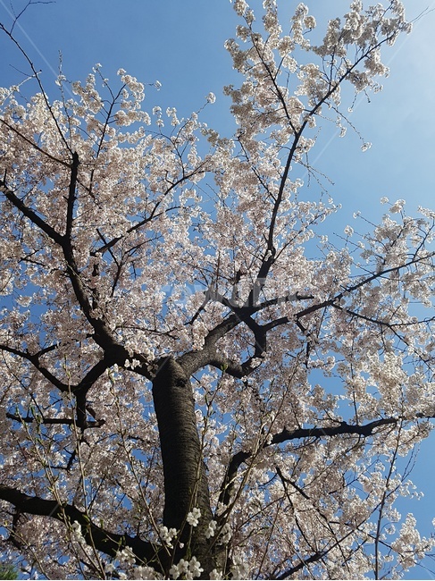 벚꽃,꽃,하늘,봄,spring