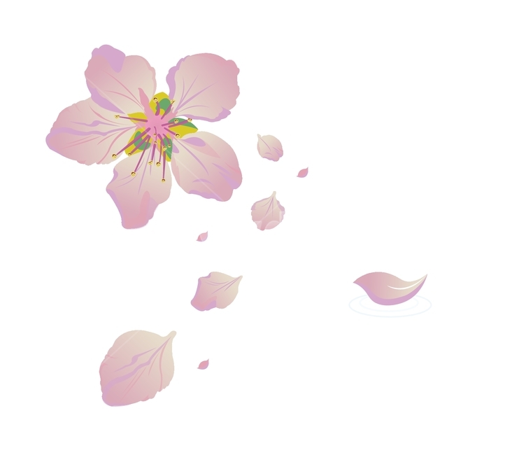 벚꽃,벚꽃잎,꽃잎,꽃,꽃일러스트,봄,일러스트,벡터,분홍,cherryblossoms,봄,계절,spring,season,꽃,flower,누끼,remove background,그래픽,일러스트레이션,graphic,illustration,plant,식물,blossom,petal