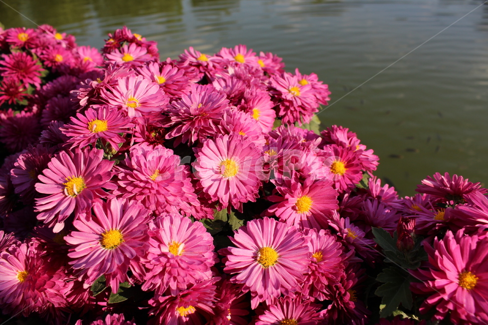 꽃,봄,화단,자연,공원,자연물,flower,spring,감성,식물,자연,plants,nature,꽃,flower