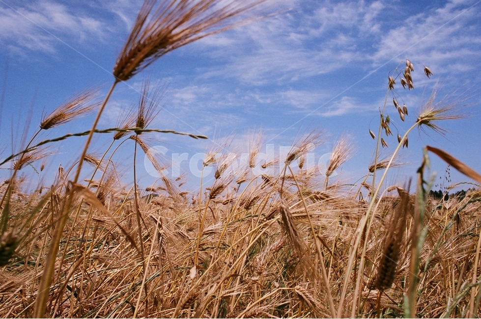 가을,억새,하늘,갈대,바람,가을,계절,fall,autumn,season,식물,자연,plants,nature,감성,sensible,feeling,plant,food,음식,vegetable,야채,grain,곡물