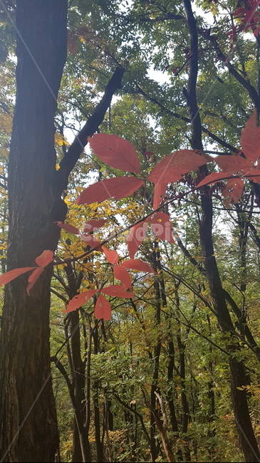 낙엽,fallenleaves,가을,fallloliage,단풍,autumncolors