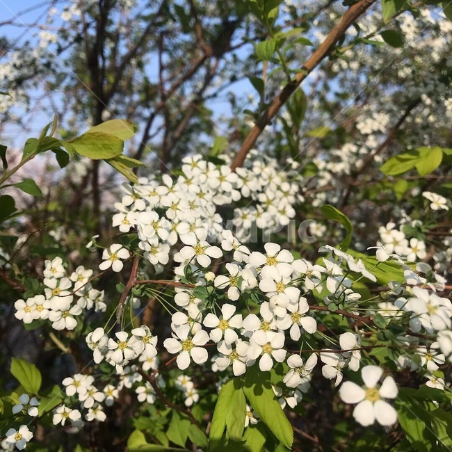 들꽃,꽃,조경,예쁨,귀여워,식물,자연,plants,nature,꽃,flower