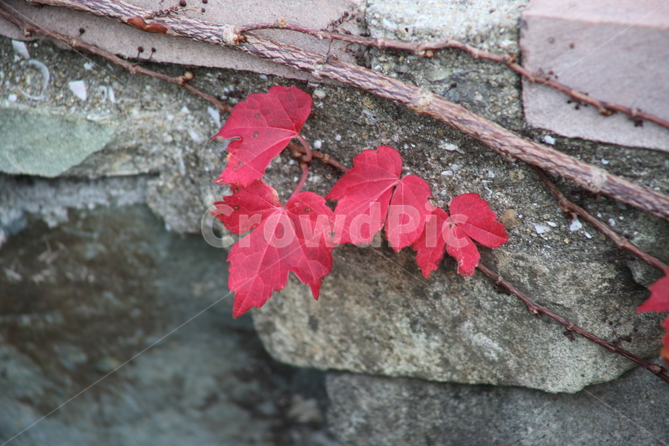 단풍,담쟁이,식물,가을,redleaves,Bostonivy,가을,계절,fall,autumn,season,식물,자연,plants,nature,leaf,잎,plant