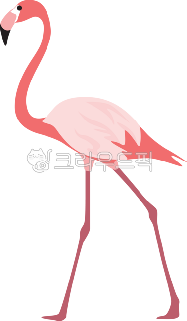 홍학,플라밍고,새,새일러스트,flamingo,홍학일러스트,플라밍고일러스트