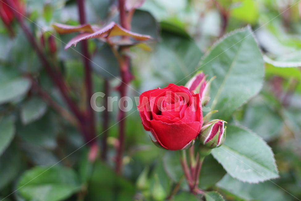 장미,rose,꽃,식물,플라워,flower,축제,향기,꽃향기,봄,계절,spring,season,식물,자연,plants,nature,꽃,flower,blossom,plant