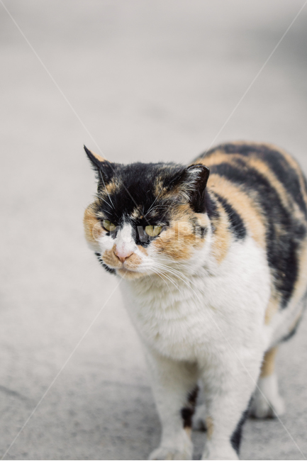 냥냥이,고양이,캣,cat,길고양이,삼색이,동물,animal,포유류,mammal,고양이,cat,kitten,kitty