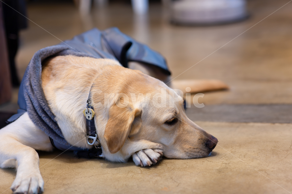 동물,반려견,반려동물,애완견,애완동물,포유류,포유동물,개,강아지,래브라도,래브라도리트리버,리트리버,레트리버,휴식,피곤한,지친,바닥,개줄,엎드린,귀여운,목줄,애견복,펫,애견,pet,dog,animal,mammal,labradorretriever,동물,animal,포유류,mammal,개,강아지,dog,doggy
