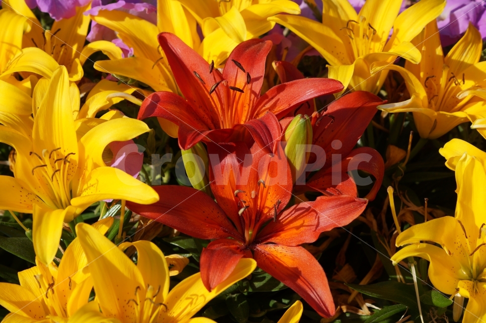 봄꽃,봄꽃축제,꽃사진,야생화,태화강,식물,자연,plants,nature,꽃,flower