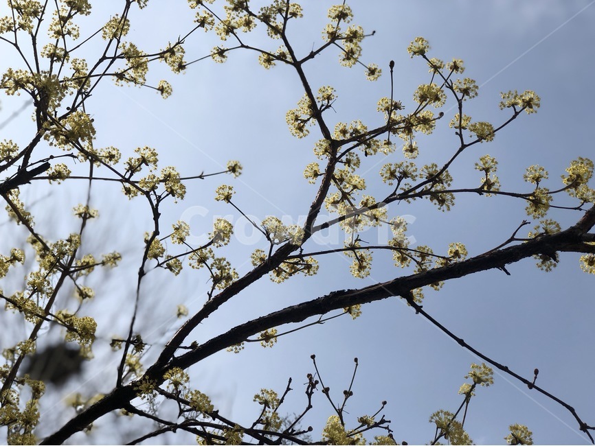 자연,풍경,나무,꽃,봄,산수유,봄,계절,spring,season,식물,자연,plants,nature,꽃,flower,plant