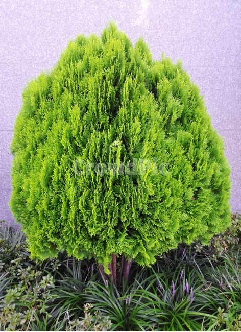 나무,초록,녹색,tree,작은나무,싱그러움,식물,자연,plants,nature