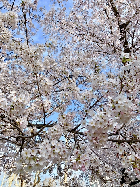 벛꽃,공원,꽃,왕벚꽃나무,벚꽃나무