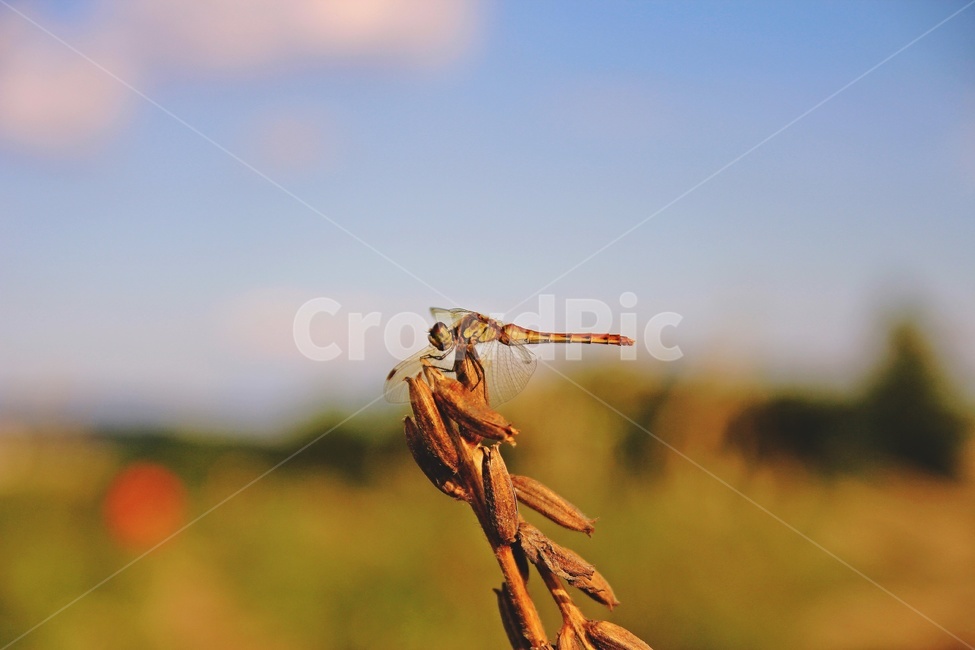 dragonfly,rest,blue sky,red dragonfly,fall,reed,resting dragonfly,silver grass,brown,autumn sky