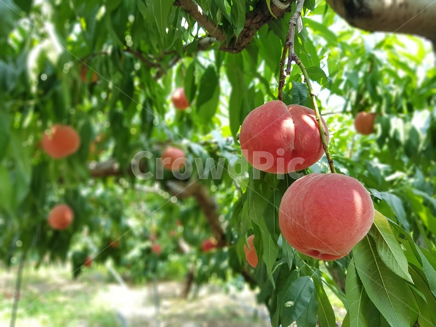 과일,복숭아,과수원,fruit,peach,여름,식물,plant,과일,열매,fruit