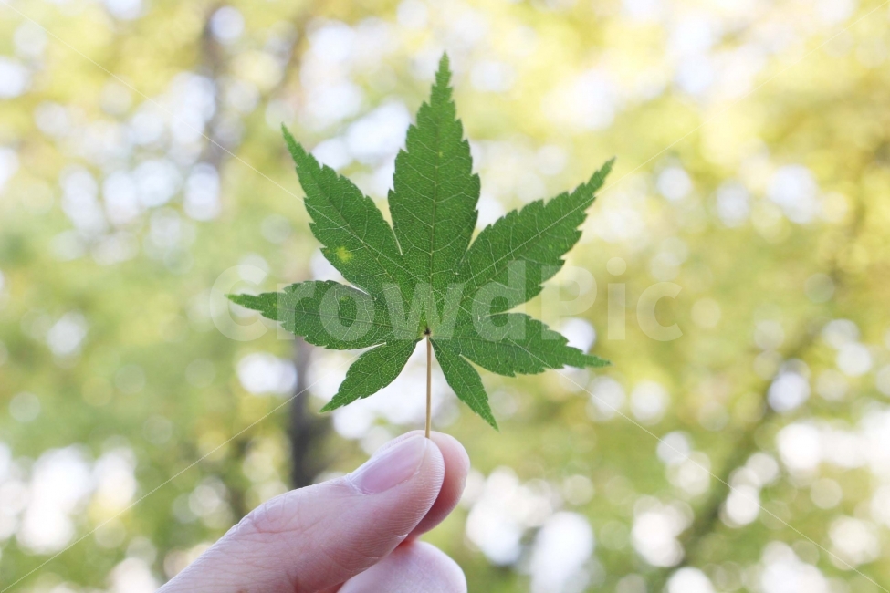 잎,단풍잎,초록,초록색,나무,나뭇잎,자연,식물,야외,봄,나들이,여름,식물,자연,plants,nature