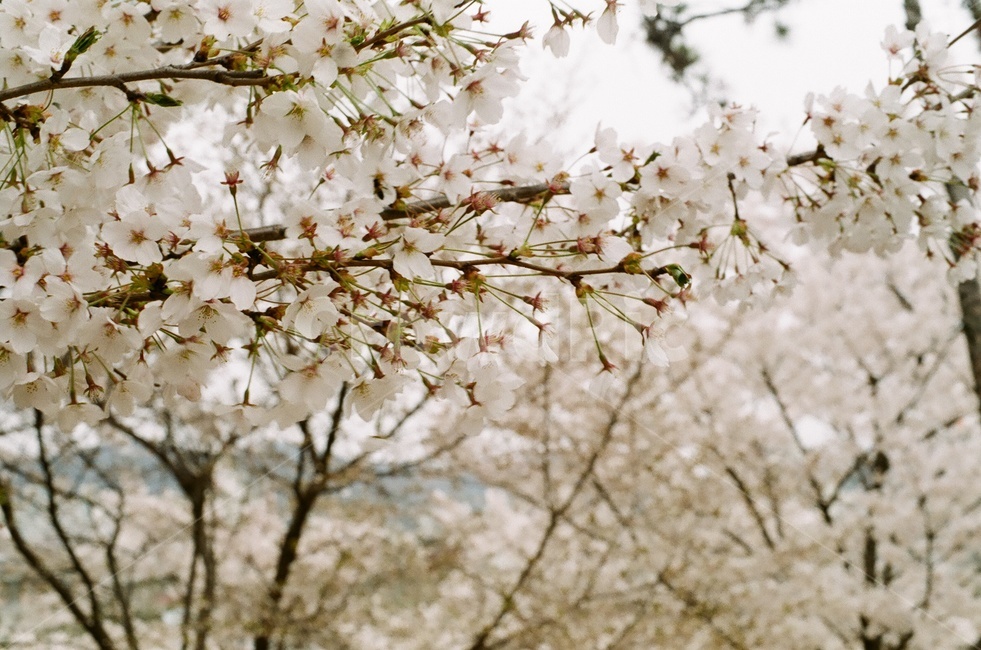 봄,벚꽃,꽃놀이,cherryblossom,필름카메라,꽃,감성사진,식물,자연,plants,nature,꽃,flower