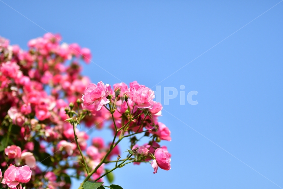 창원,장미공원,장미,꽃,봄,식물,하늘,배경,spring,rose,flower,plants,식물,자연,plants,nature,꽃,flower