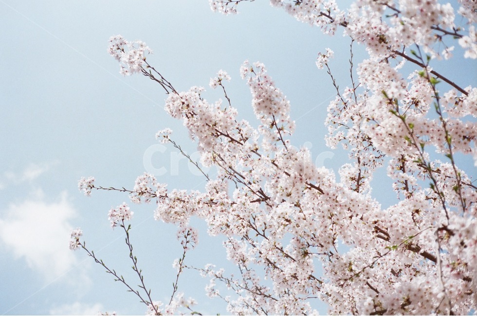 벚꽃,봄,사쿠라,하늘,꽃,봄,계절,spring,season,식물,자연,plants,nature,꽃,flower,plant,blossom,cherry blossom