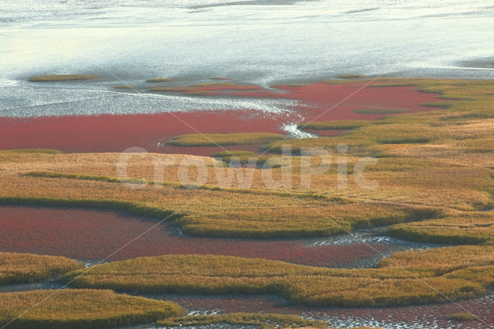 순천만갈대밭,갈대,칠면초,가을,풍경,식물,억새,가을,계절,fall,autumn,season,자연,풍경,nature,landscape,한국자연풍경,한국자연경관,korea nature landscape,outdoors,옥외,land,땅,plateau,고원,tundra,동토대,scenery,경치