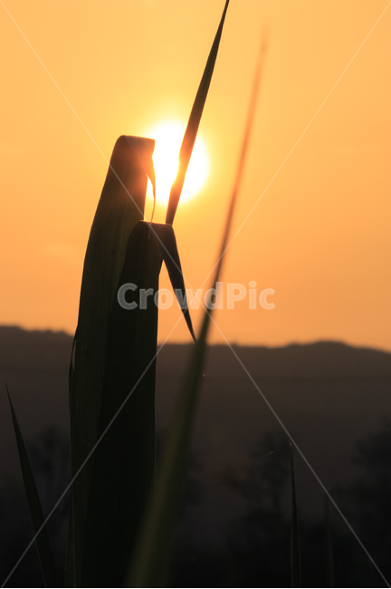노을,식물,자연,감성,햇빛,빛,플레어,plant,sunset,flarre,nature,sunlight,식물,자연,plants,nature,실루엣,그림자,silhouette,shadow