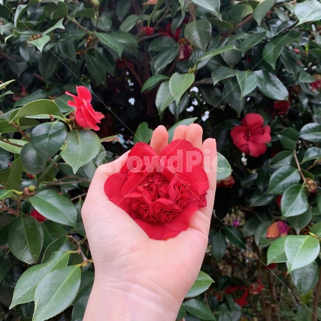 동백꽃,flower,동백,제주도동백꽃,빨간꽃