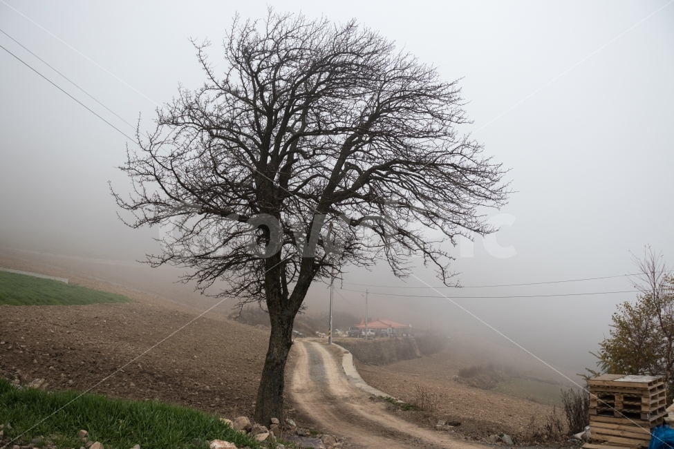 나무,안개,길,시골,가을,시골,마을,풍경,landscape,country,rural,town,식물,자연,plants,nature,나무,trees,wood