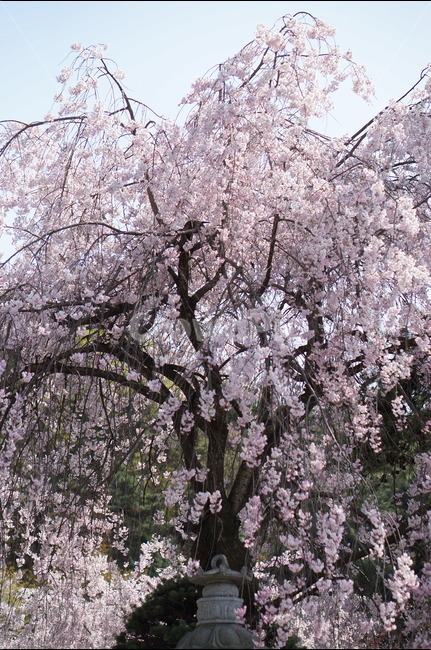 수양벚꽃,봄,핑크,맑음,풍경,봄,계절,spring,season,식물,자연,plants,nature,나무,trees,wood,plant,flower,꽃,blossom