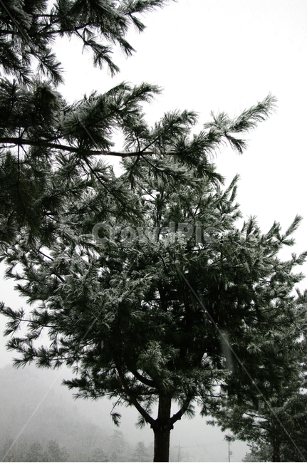 겨울,눈,winter,snow,나무,겨울,계절,winter,season