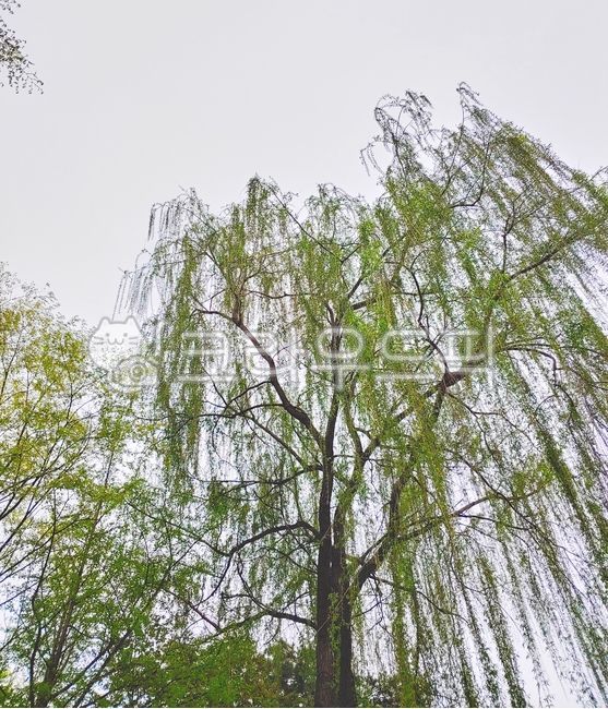 tree,나무,plant,식물,느티나무