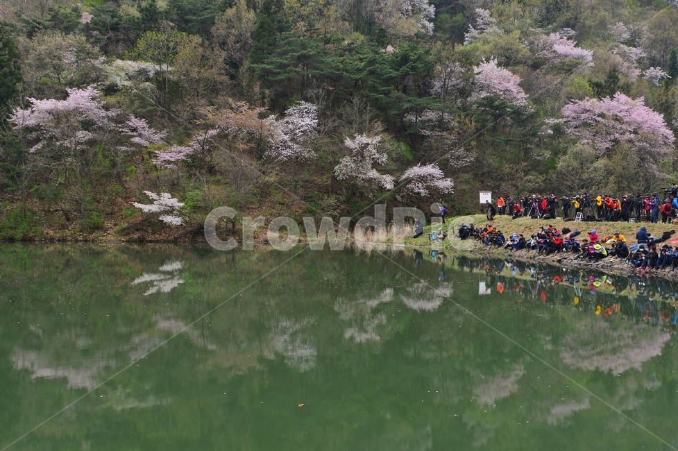 tree,나무,plant,식물,nature,자연,outdoors,옥외,전나무,water,물,화순,세량지,세량제,저수지,세량지봄,벚꽃,산벚꽃,봄,계절,반영,시장,마트,마켓,market,mart,market place