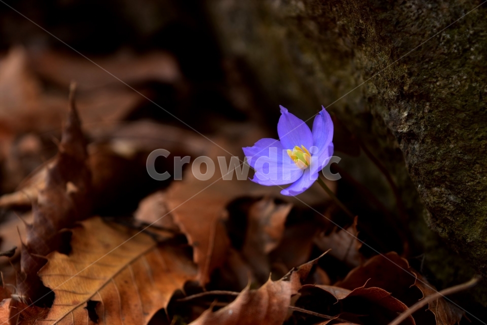 깽깽이풀,야생화,꽃,생태,식물,자연,들꽃,산꽃,봄,감성,힐링,플라워,계절,시즌,wild,Flower,plants,nature,spring,season,배경,풀,초본,보라색,식물,자연,plants,nature,꽃,flower