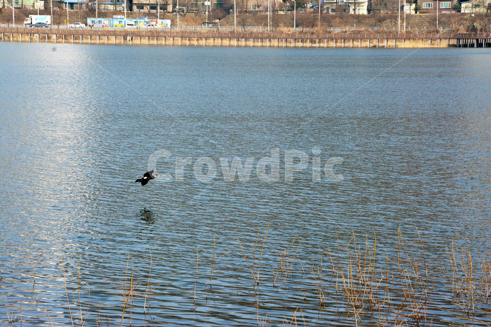 가마우지,새,저수지,물,물결,water,bird,물빛,동물,animal,조류,새,birds