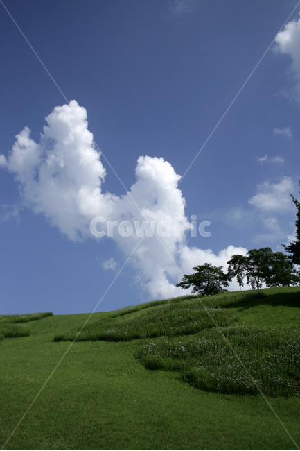 하늘,뭉게구름,구름,나무,하얀구름,초록,여름,sky,cloud,자연,풍경,nature,landscape,weather,날씨,outdoors,옥외,plant,식물,grass,잔디,cumulus,적운