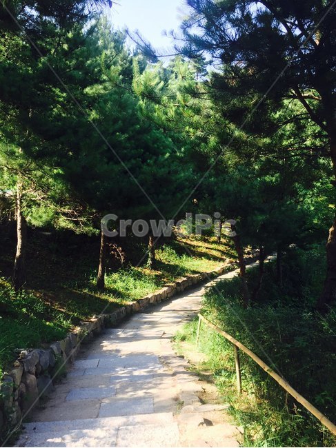 등산,숲,산책,산책로,힐링,자연,나무