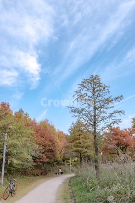 나무,길,하늘,단풍,쓸쓸함,자연,풍경,nature,landscape