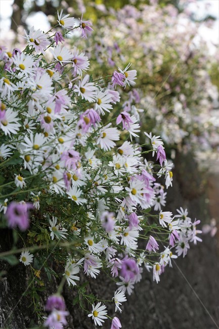 가을,구절초,자연,꽃,식물,예쁨,autumn,fall,season,flower,풍경,계절,식물,자연,plants,nature,꽃,flower