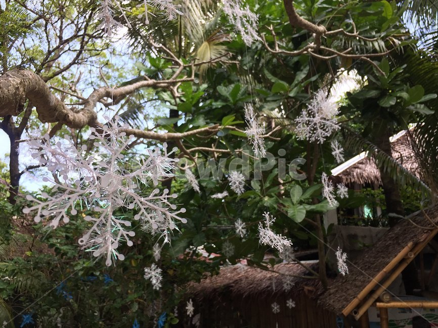 outdoors,옥외,나무,눈송이,계절,tree,눈,snow,snowflake,season