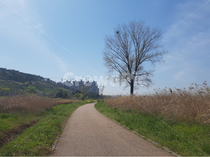 파란하늘,공원,유채꽃,자연,노란색,sky,실외,자연적인,갈대,억새,길,외로움,외로운나무,앙상한가지,도시,억새길,갈대길,녹색,하늘색,친수공원,배경화면,배경,도시,풍경,city,landscape,한국도시풍경,한국도시경관,korea cityscape,dirt road,흙길,gravel,자갈,road,도로,asphalt,아스팔트