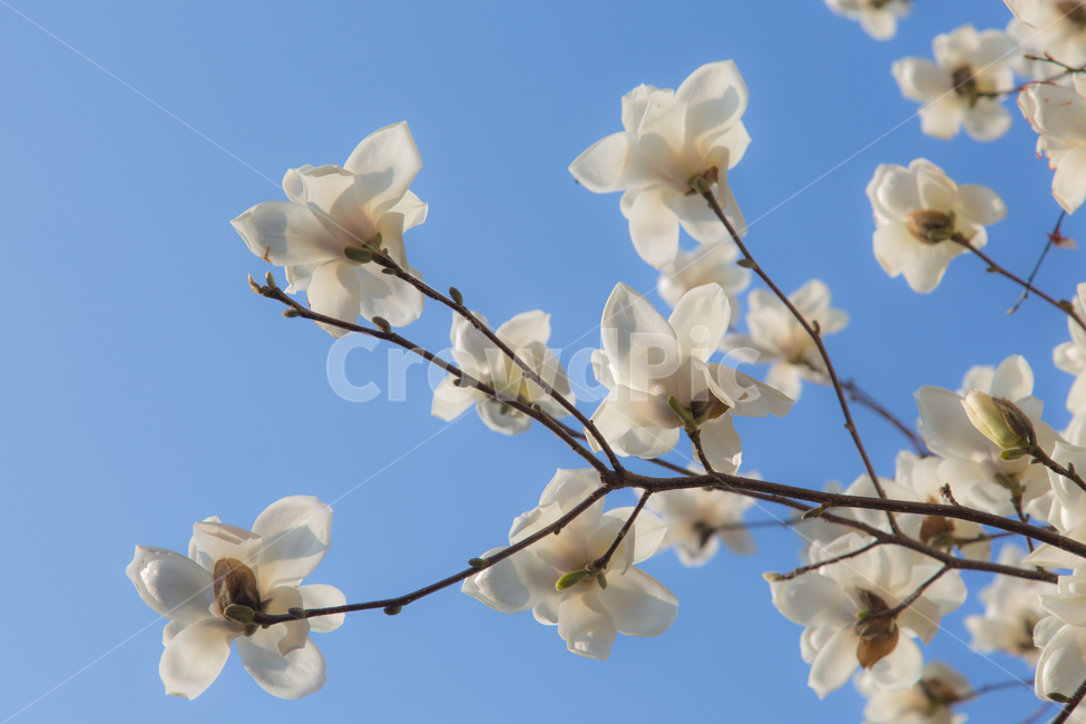 plant,식물,꽃,봄꽃,flower,벚꽃,봄,계절,spring,season,식물,자연,plants,nature,꽃,flower